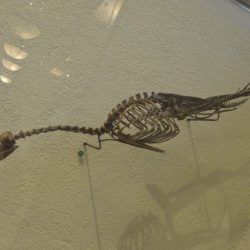 642_hesperornis_cluny_tigerclaw_mcalister