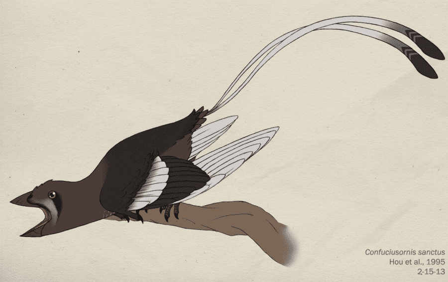 Confuciusornis by Nick