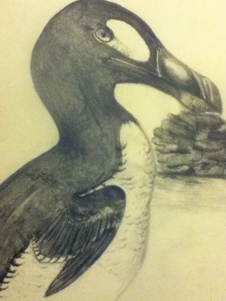 Great Auk by Madeline
