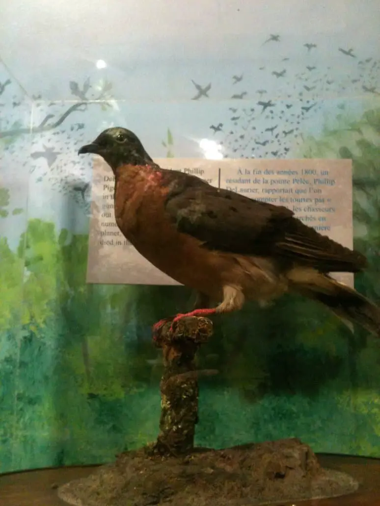 Passenger Pigeon by ringette-and-riding