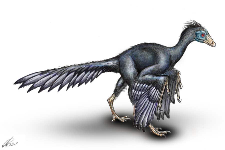 Archaeopteryx by Melnik Vitaliy