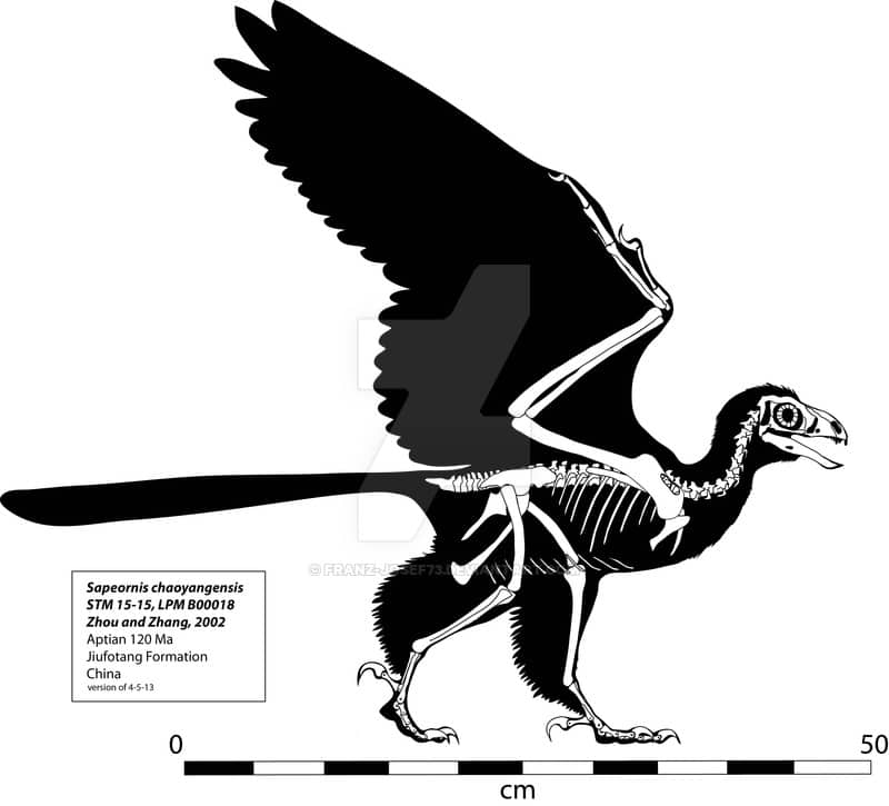 Archaeopteryx by Anton