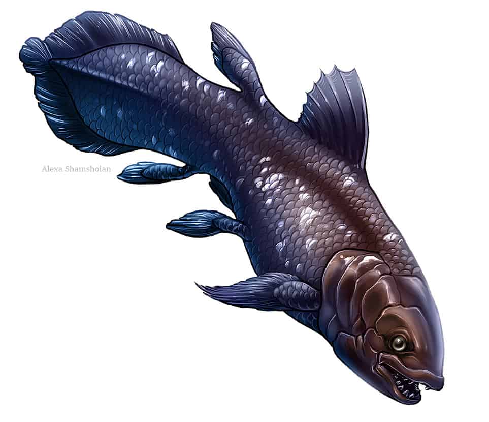 Coelacanth by Tikall