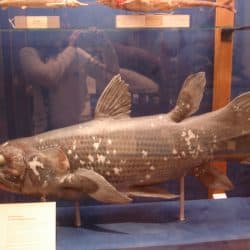 791_coelacanth_flyg-stock