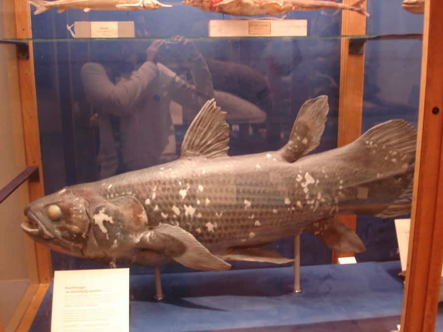 Coelacanth by Flyg-stock