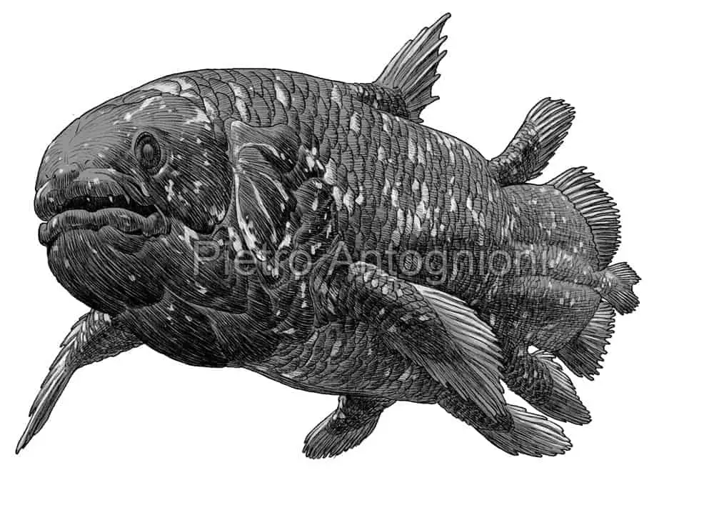 Coelacanth by Pietro Antognioni