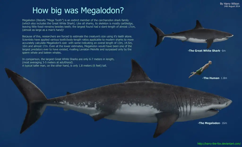 Megalodon by Harry Wilson