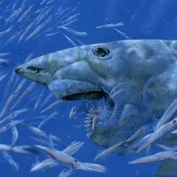 819_helicoprion_steve_white