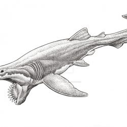 825_helicoprion_aaron_john_gregory