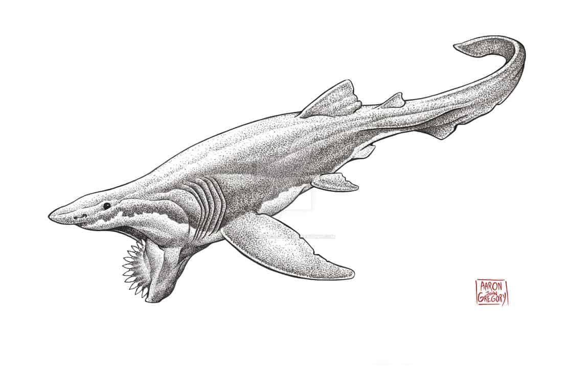 Helicoprion by Aaron John Gregory