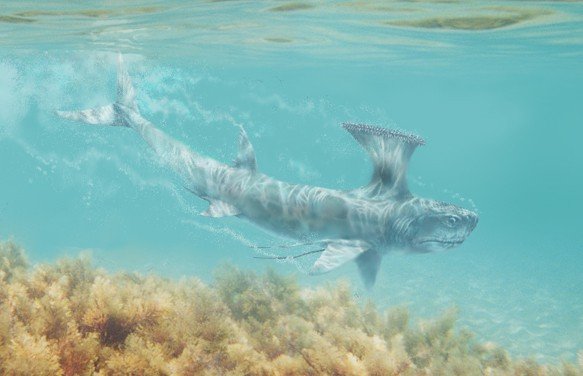 Stethacanthus Facts And Pictures