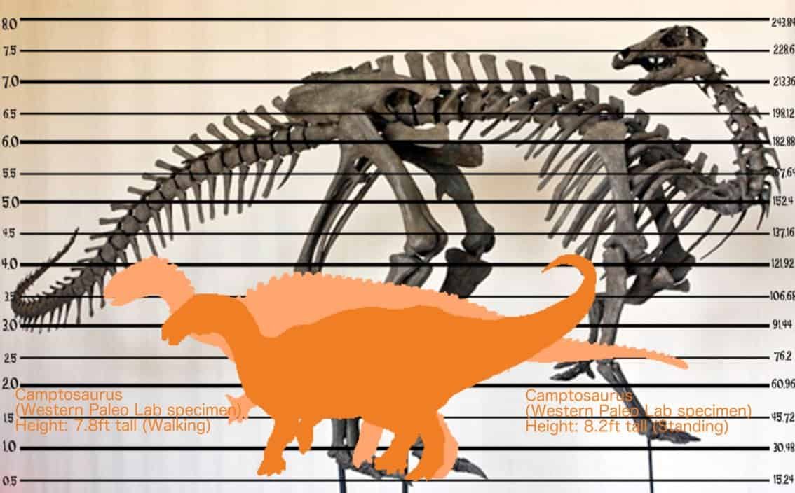 Camptosaurus Facts And Pictures Camptosaurus Facts And Pictures