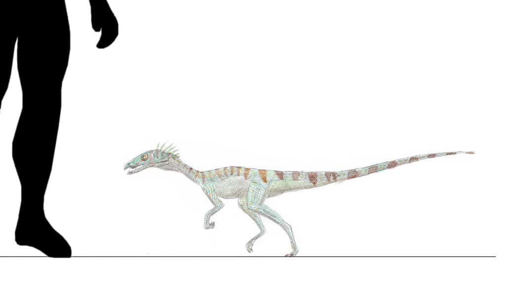 Procompsognathus by Mike Linnartz