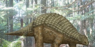 Nodosaurus