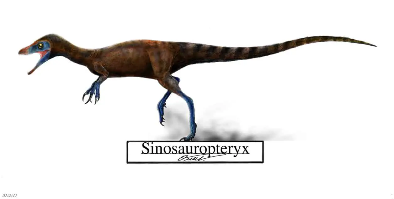 Sinosauropteryx by Oscar Valdes