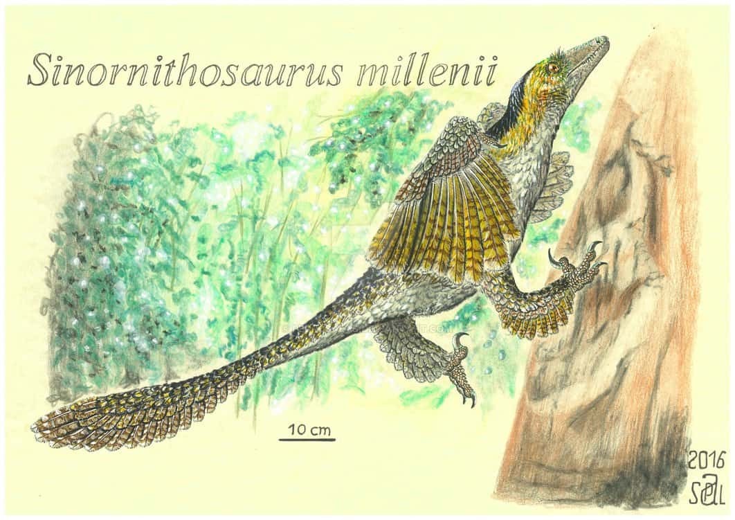 Sinornithosaurus by Pedro Salas