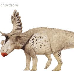 1775_kosmoceratops_joschua_knuppe