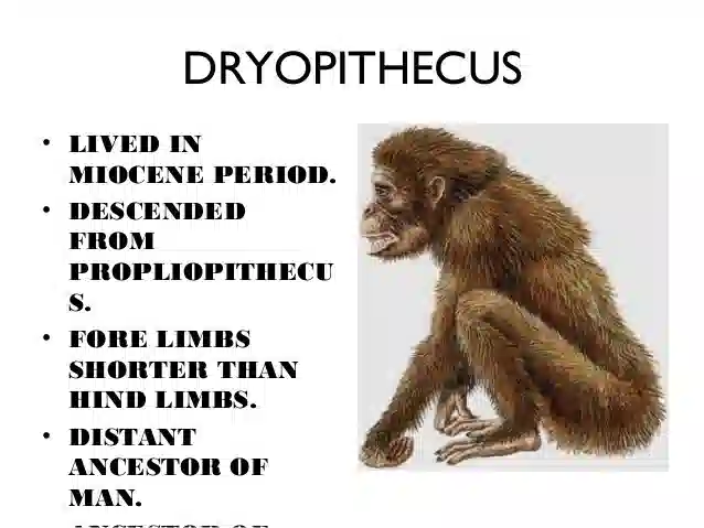 Dryopithecus Facts and Pictures